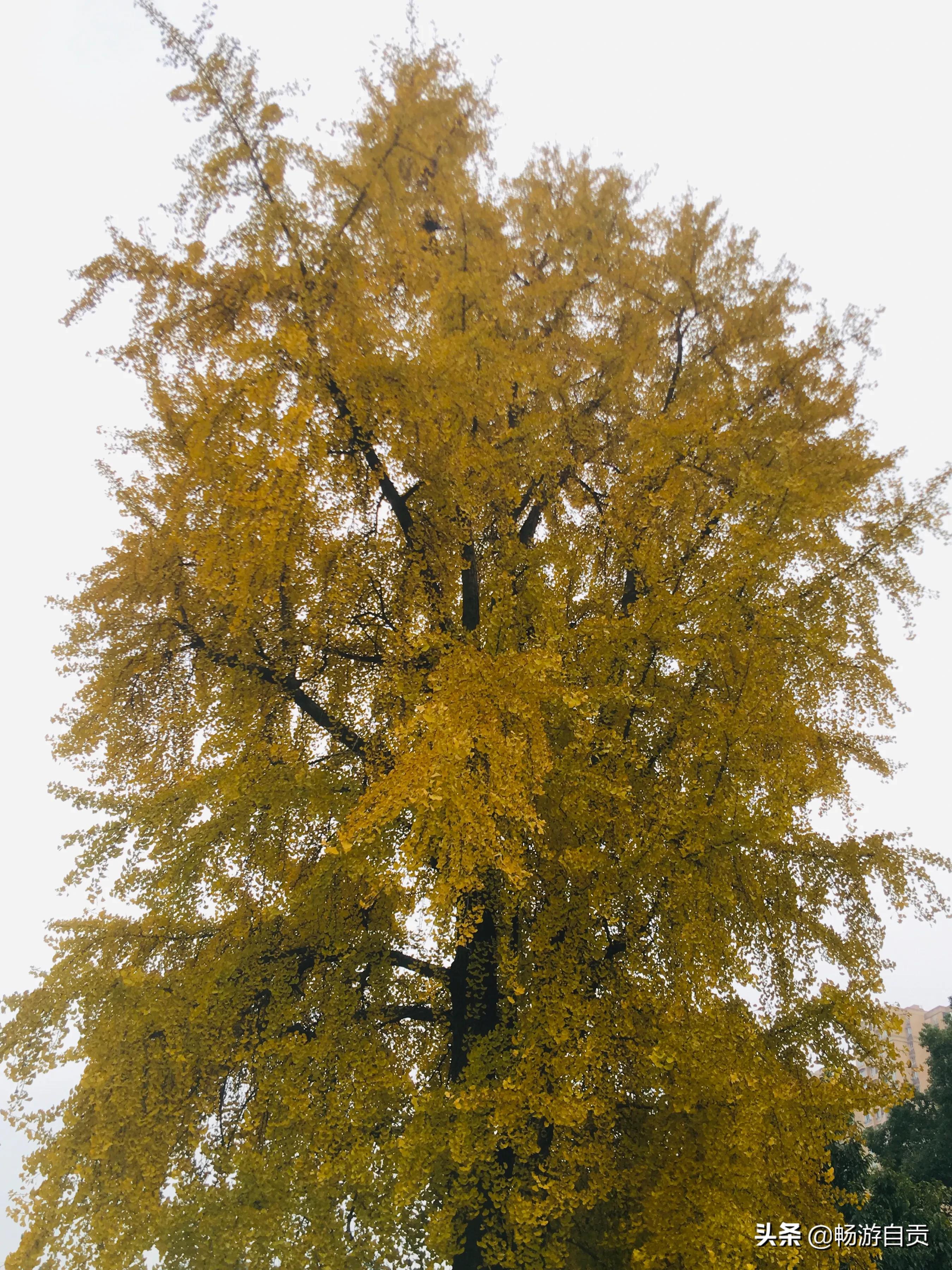 恰逢仲冬季节，追寻自贡唯美黄金叶