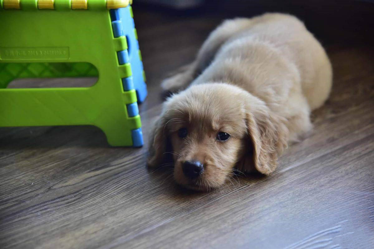 小狗得了细小能自己扛过去吗,狗狗得了细小打血清效果好吗