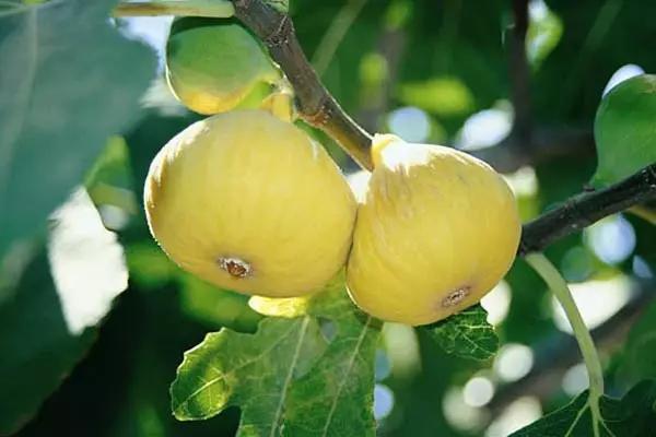 疆味干果特产新疆喀什,疆果新疆特产核桃