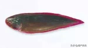 科普海洋鱼类知识儿童,海洋鱼类科普大全图解