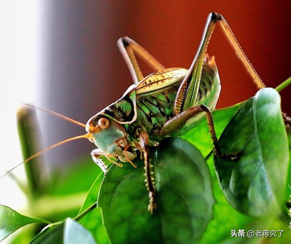 大量新鲜虫草上市,大批冬蝈蝈上市你会挑选吗