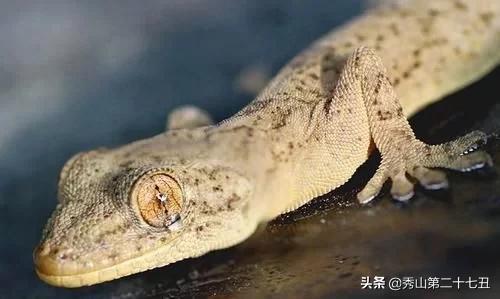 蜘蛛为啥不是五毒,民间传说的五毒没有蜘蛛