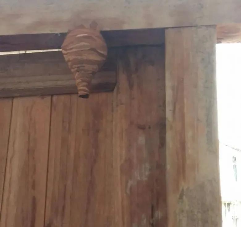 阳台被胡蜂建窝有什么讲究,野蜂在客厅窗户外筑巢是什么征兆