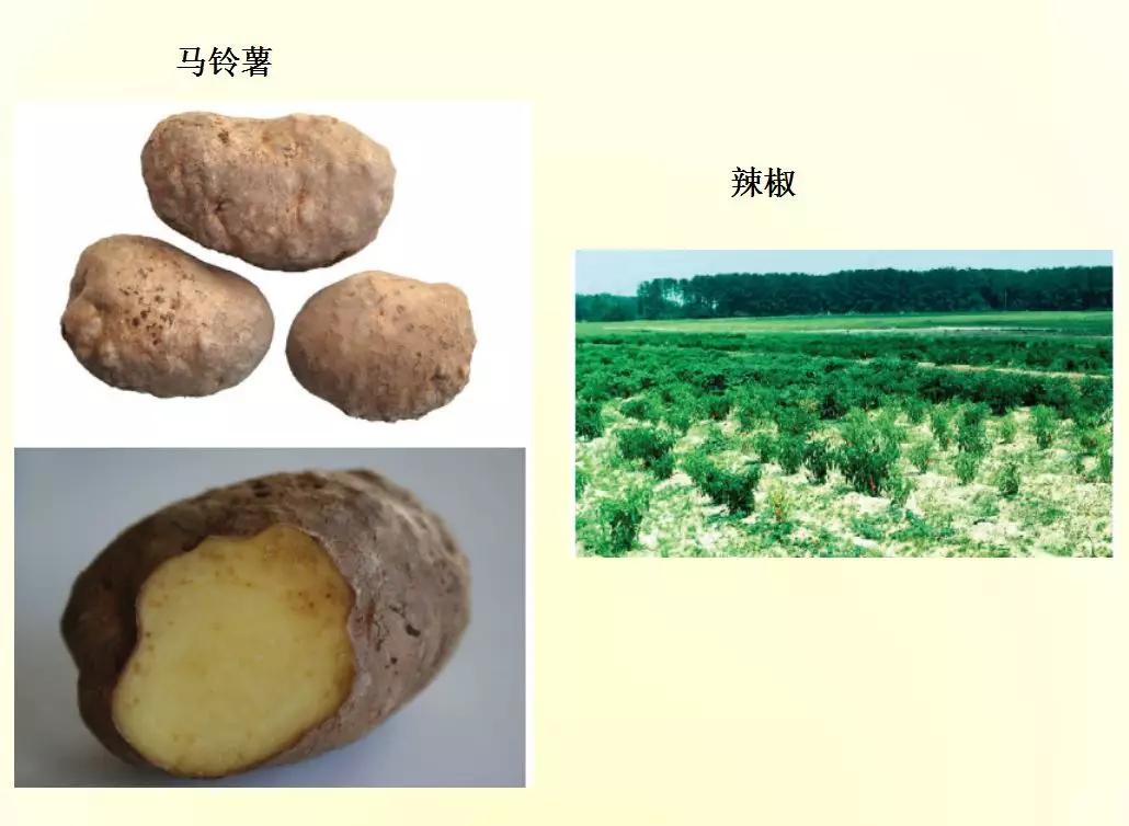 根结线虫病害及治疗方法,根结线虫危害全过程