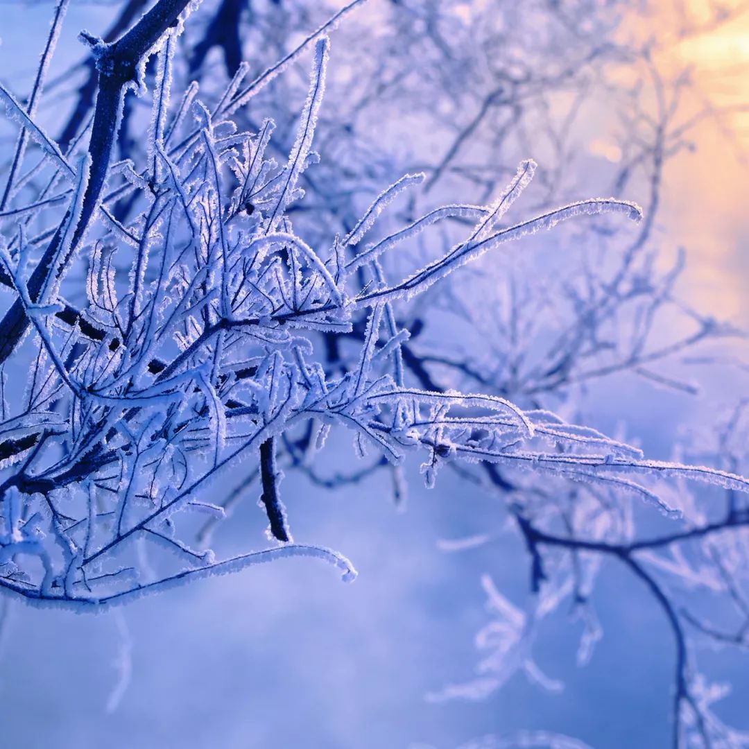 最好看的雾凇,为什么吉林的雾凇最知名