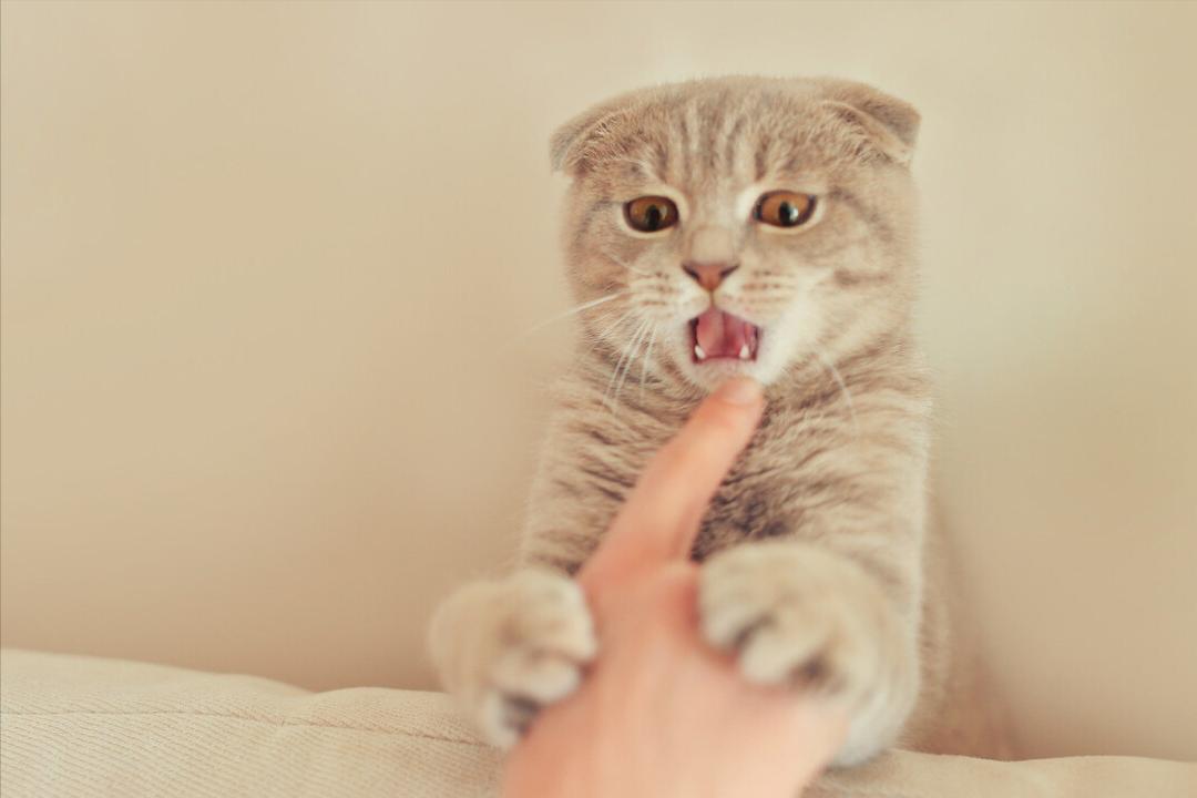 小猫咪总是喜欢咬人怎么训练,如何改掉猫咪爱咬人抓人的习惯