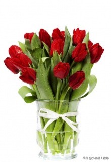 适合孕妇的室内绿植,家里有孕妇房间适合养什么植物