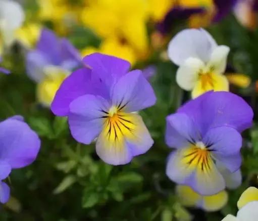 三色堇鬼脸花,三色堇为什么叫鬼脸花