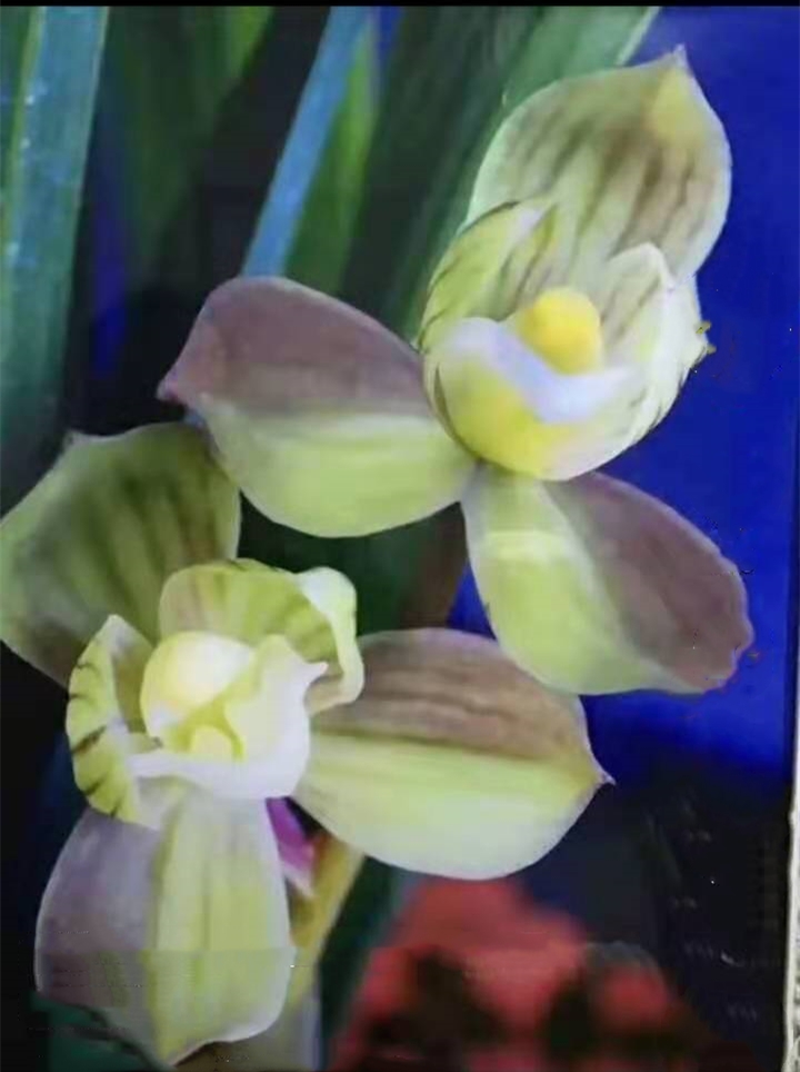 春剑多少钱一株,春剑十大品种排名多少钱一株