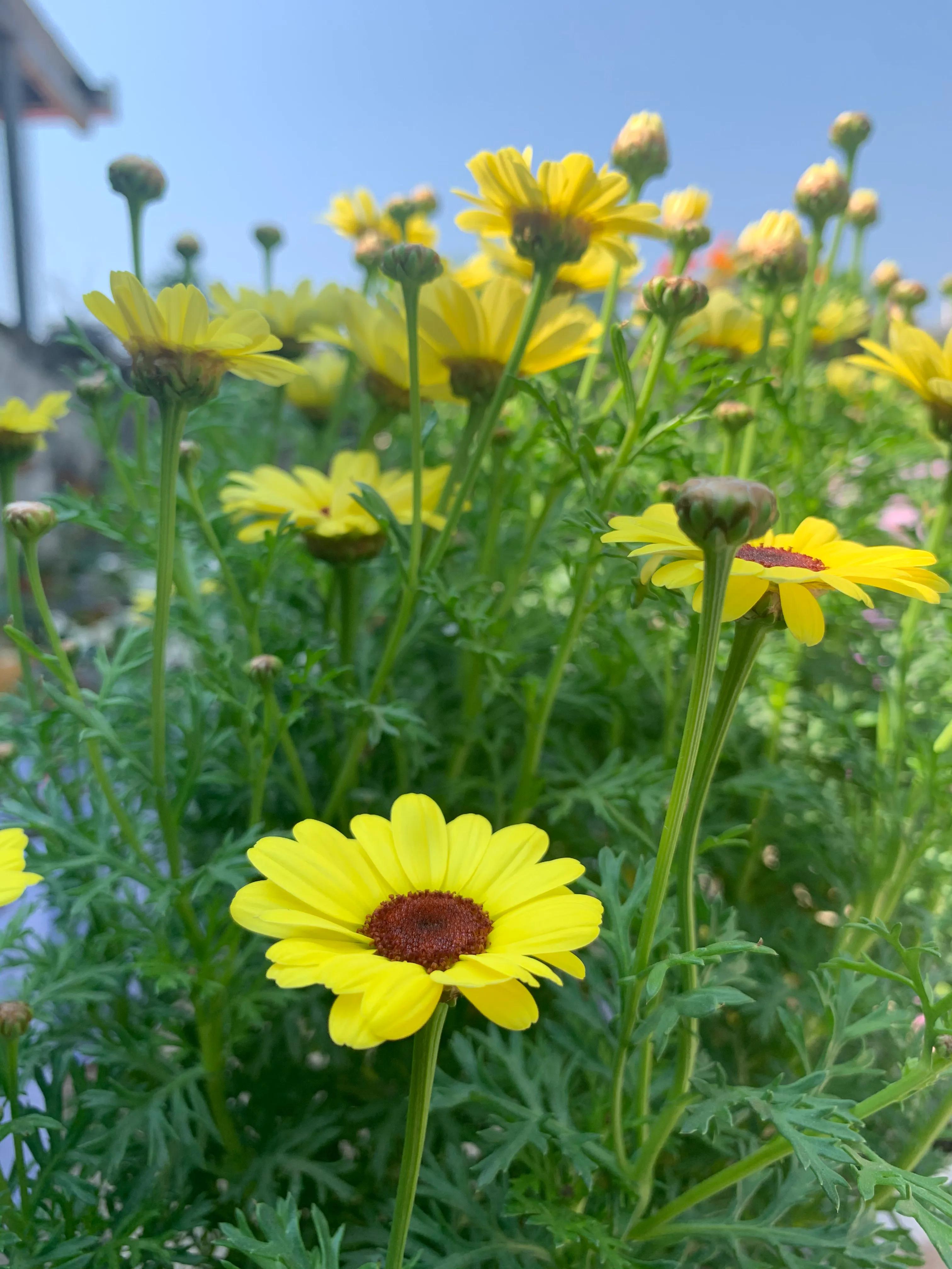 下雨后怎么给植物养根快,植物淋雨的正确方法