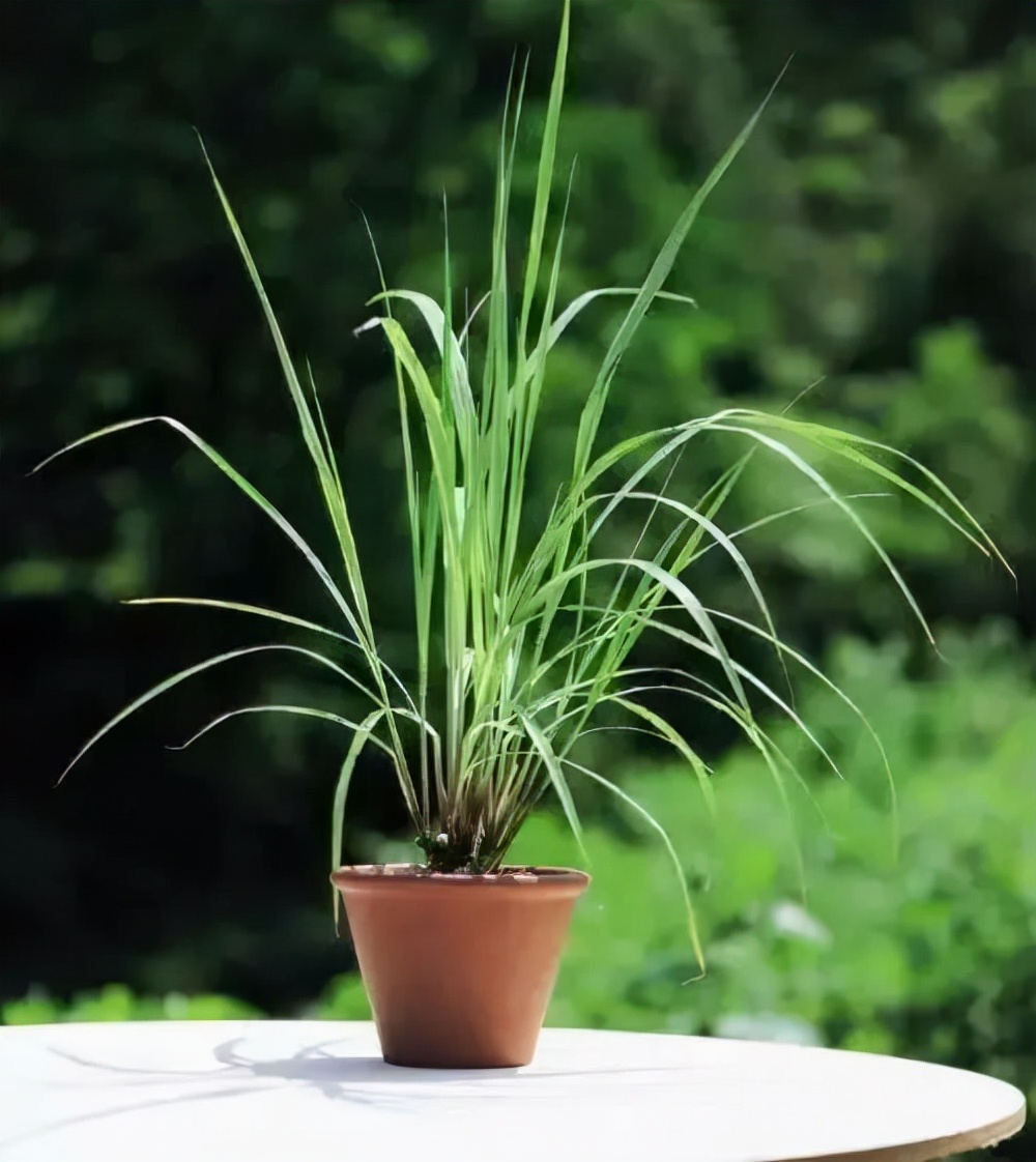 盆栽必备杀虫药,盆栽驱虫剂