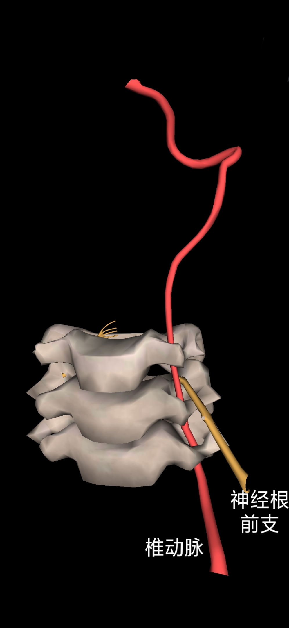 颈部血管椎动脉分段解剖图,椎动脉横断面图
