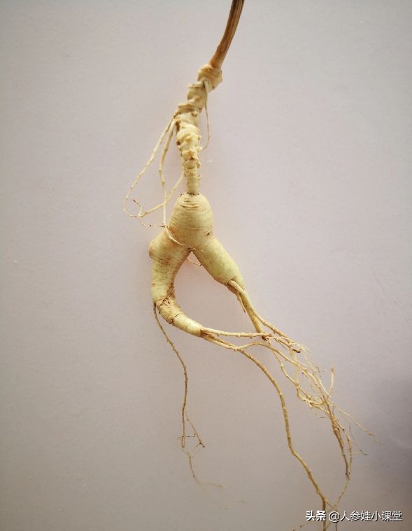 怎么分辨人参的年份,如何确定人参的年份