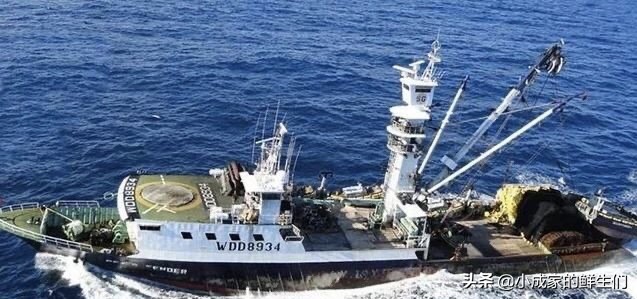 渔民常见捕获海鲜以及价格,野捕海鲜