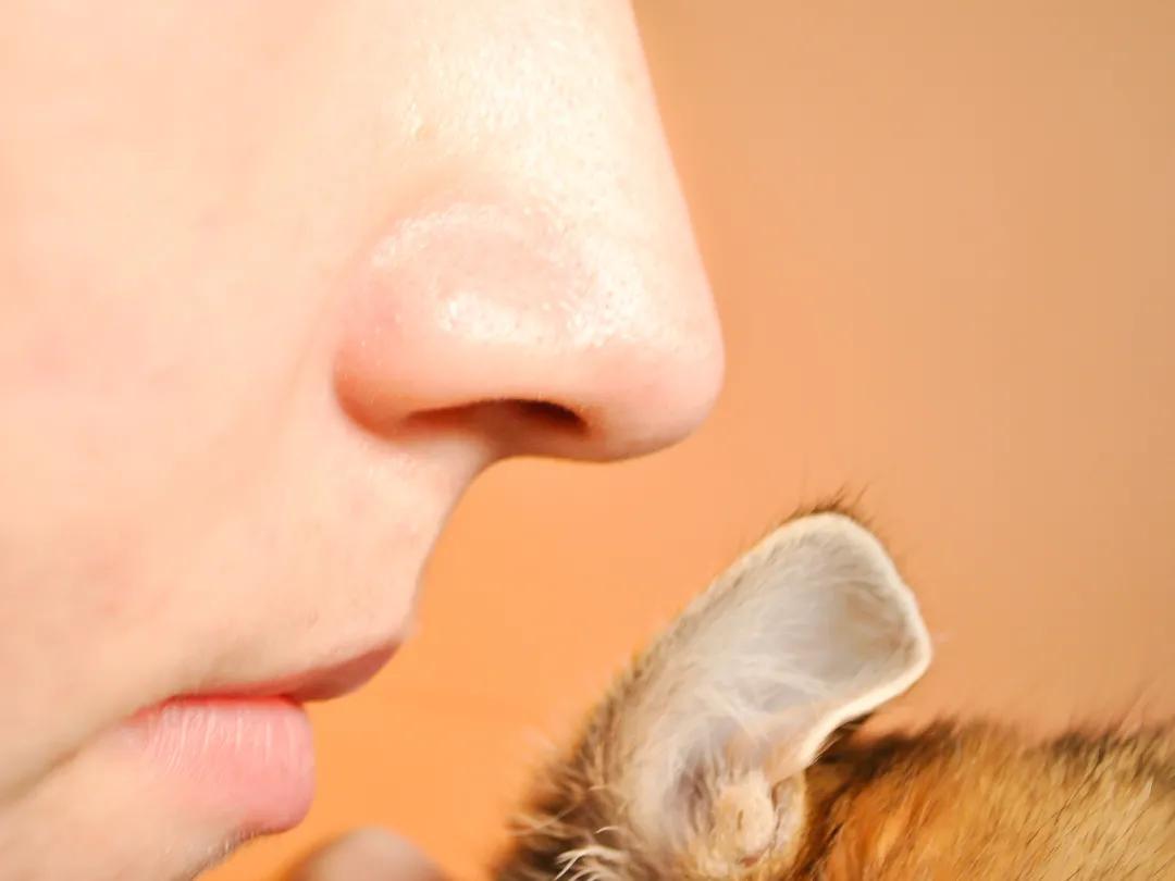 猫已经得了耳螨怎么办,十猫九螨