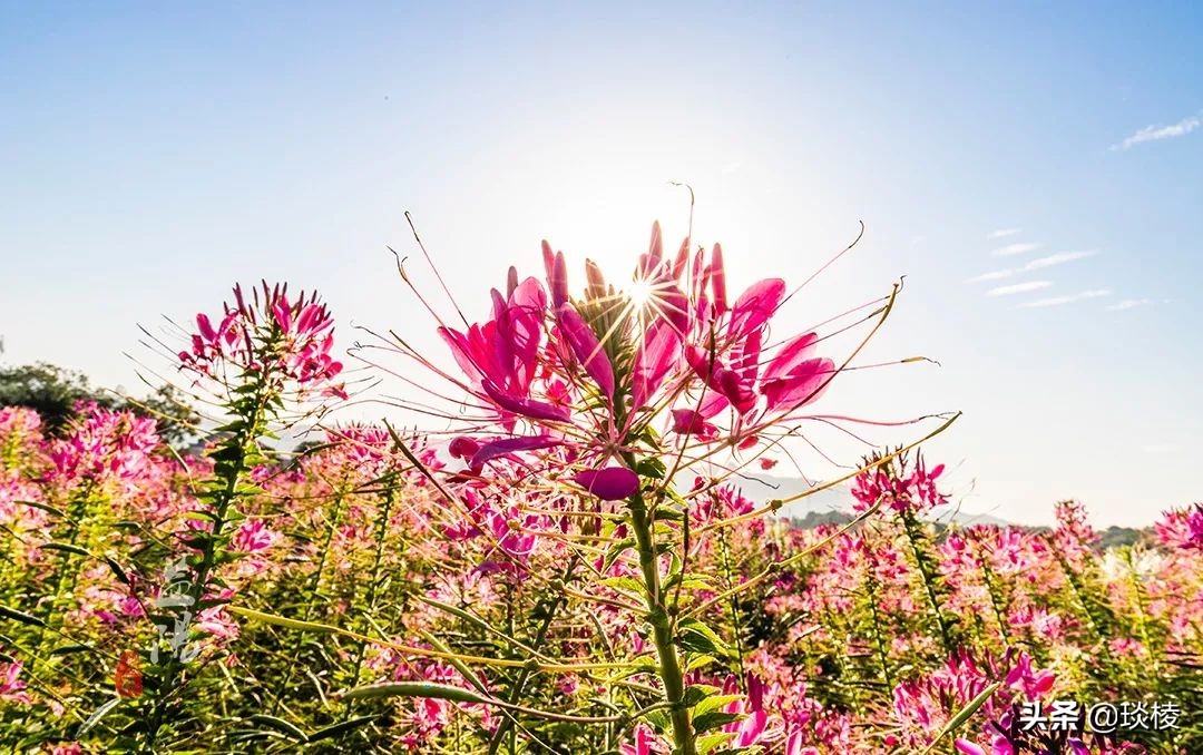 春风十里不如你,这些花海在国庆期间盛放,不要错过了