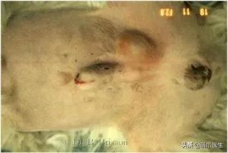 养了一年的母猫居然是公的,养了一年的猫才发现居然是母的