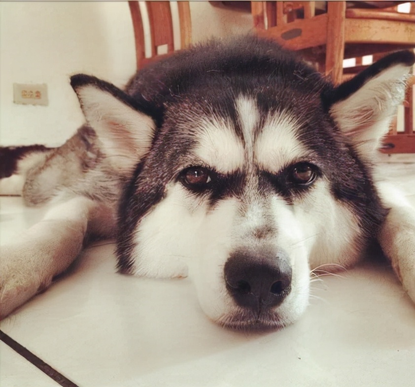 哈士奇挑食不吃饭瘦了好多,哈士奇挑食不给零食