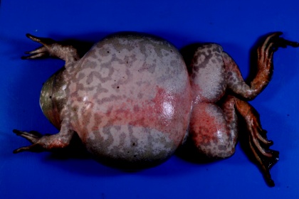 黑斑青蛙养殖技术视频教程,青蛙黑斑蛙高密度养殖技术培训