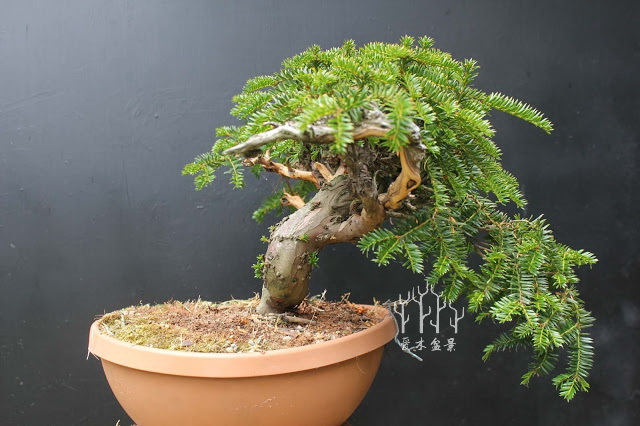 盆景改变造型,红豆杉老桩盆景造型