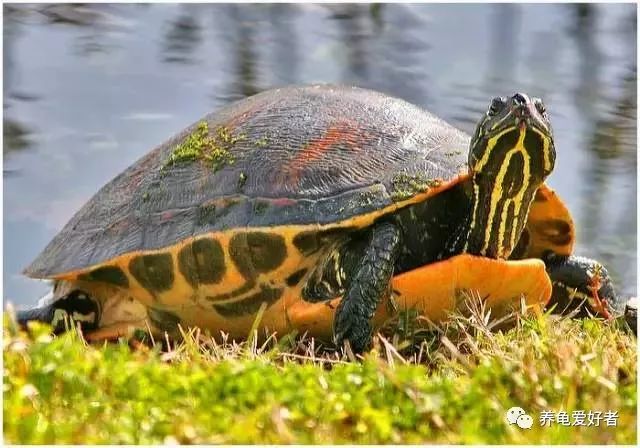 加温养龟死亡原因,为啥龟养着养着就突然死了