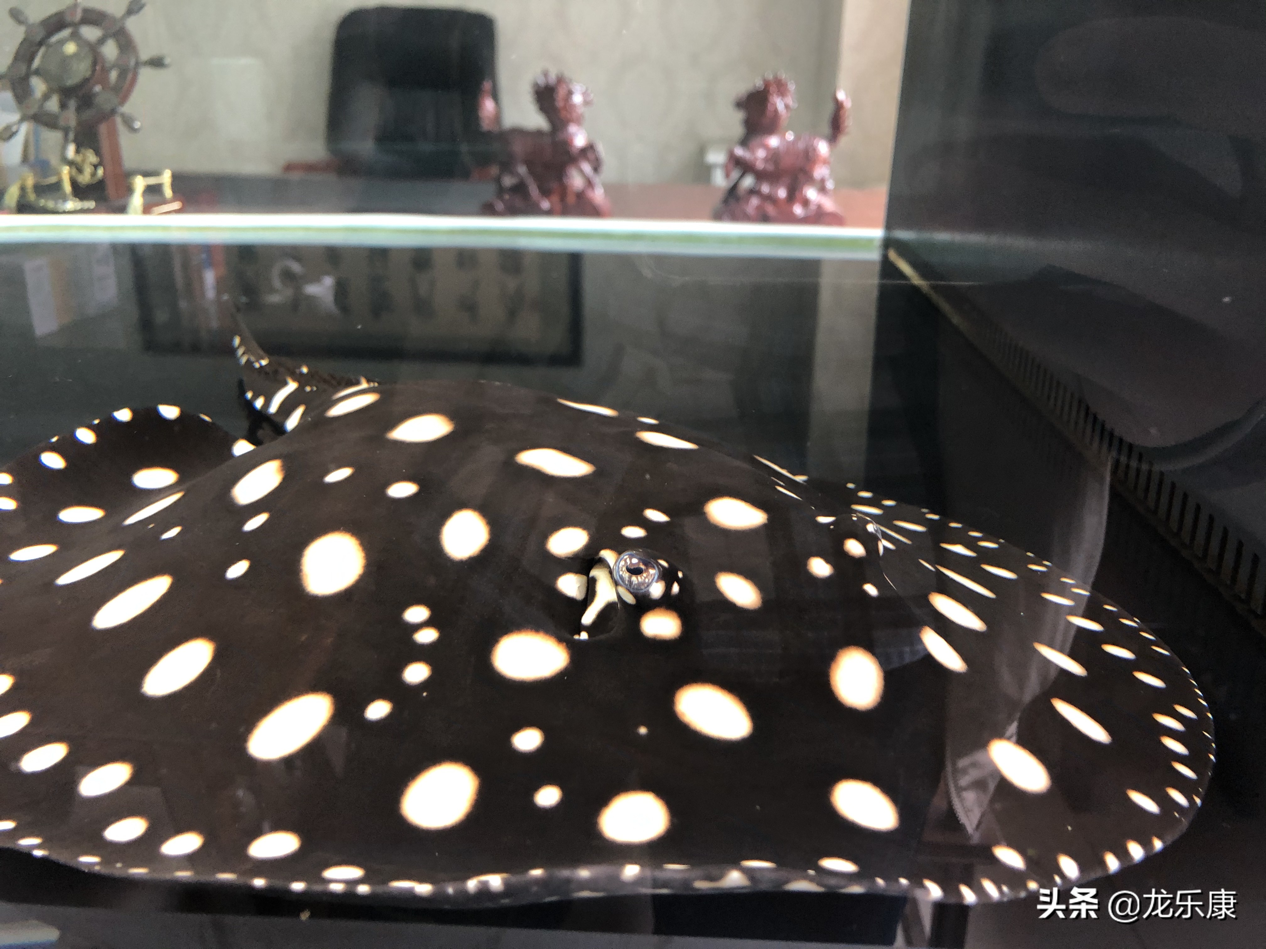 龙鱼魟鱼饲养手册pdf下载,龙鱼跟魟鱼饲养应该注意什么