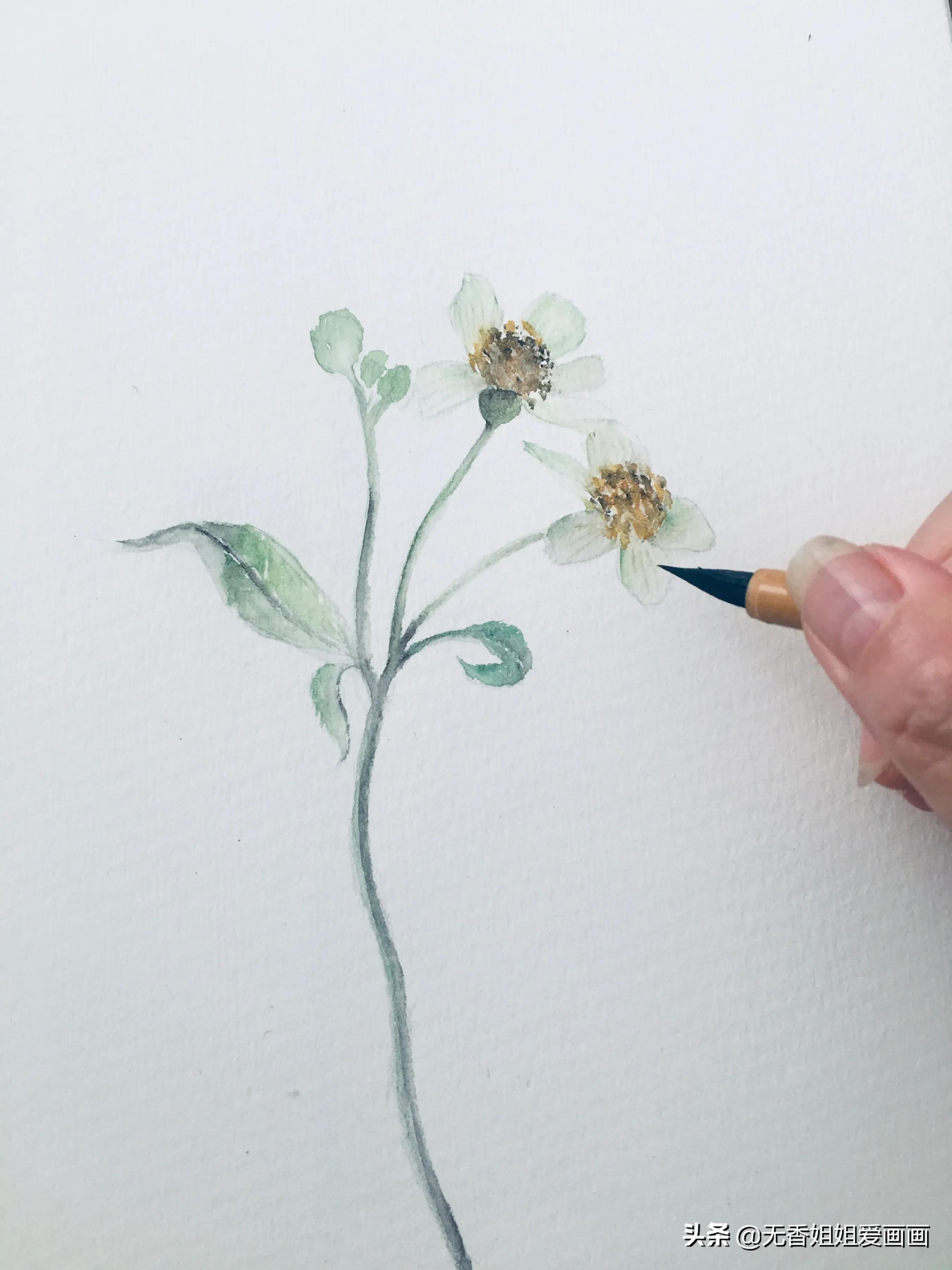 用水彩画简易草,水彩野花绘画