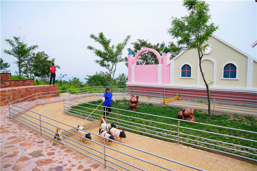 初夏河南,找寻童心,邂逅伏羲山的斜阳,一颗心萌化在云上牧场