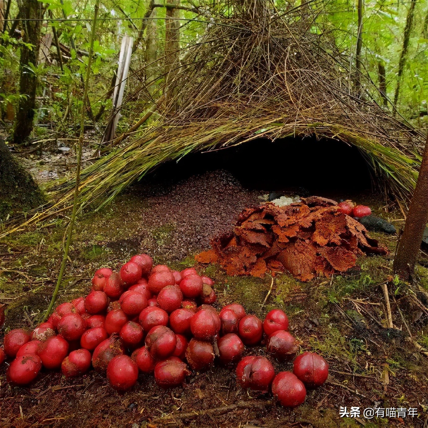 12个动物啪啪啪知识，最后一个想笑死谁？