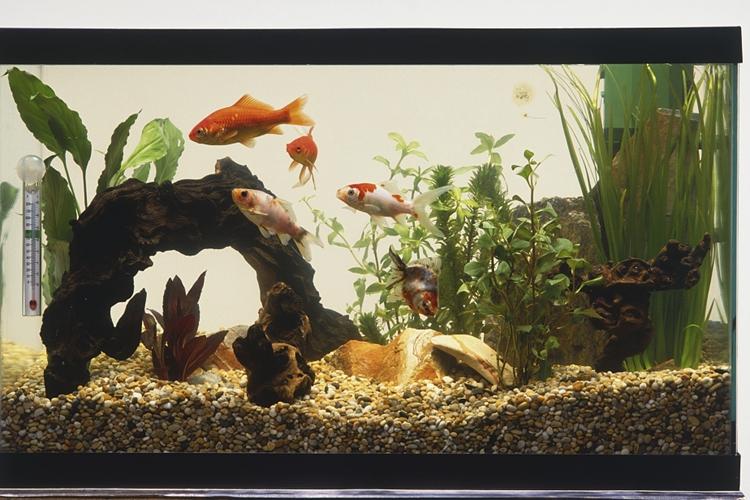 鱼缸用了几年了如何彻底清理一下,鱼缸用久缸壁变浑浊了怎么清理