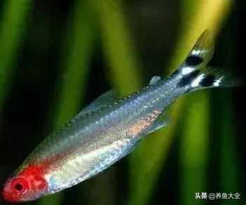 适合裸缸养的中小型热带观赏鱼,水草缸小型热带鱼