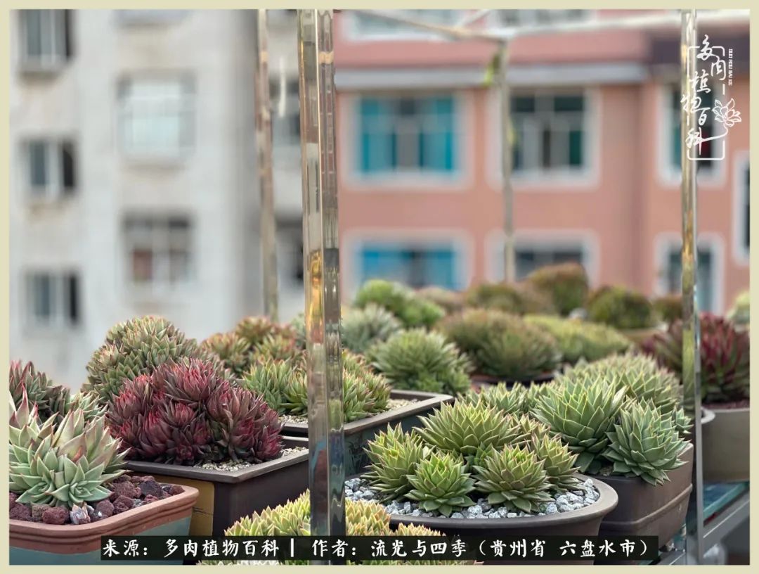 国庆假期你快乐吗?来,凉都美肉与你相伴一一小乌木的霸气东云