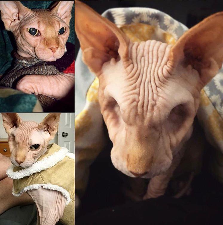 无毛猫眼睛一个大一个小,短毛猫眼神特写