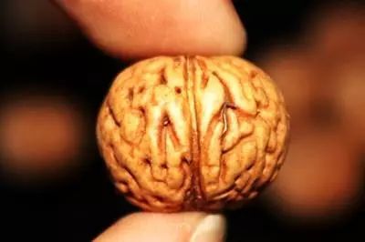 脑纹桃核是圆的吗,脑纹桃核广东能种吗