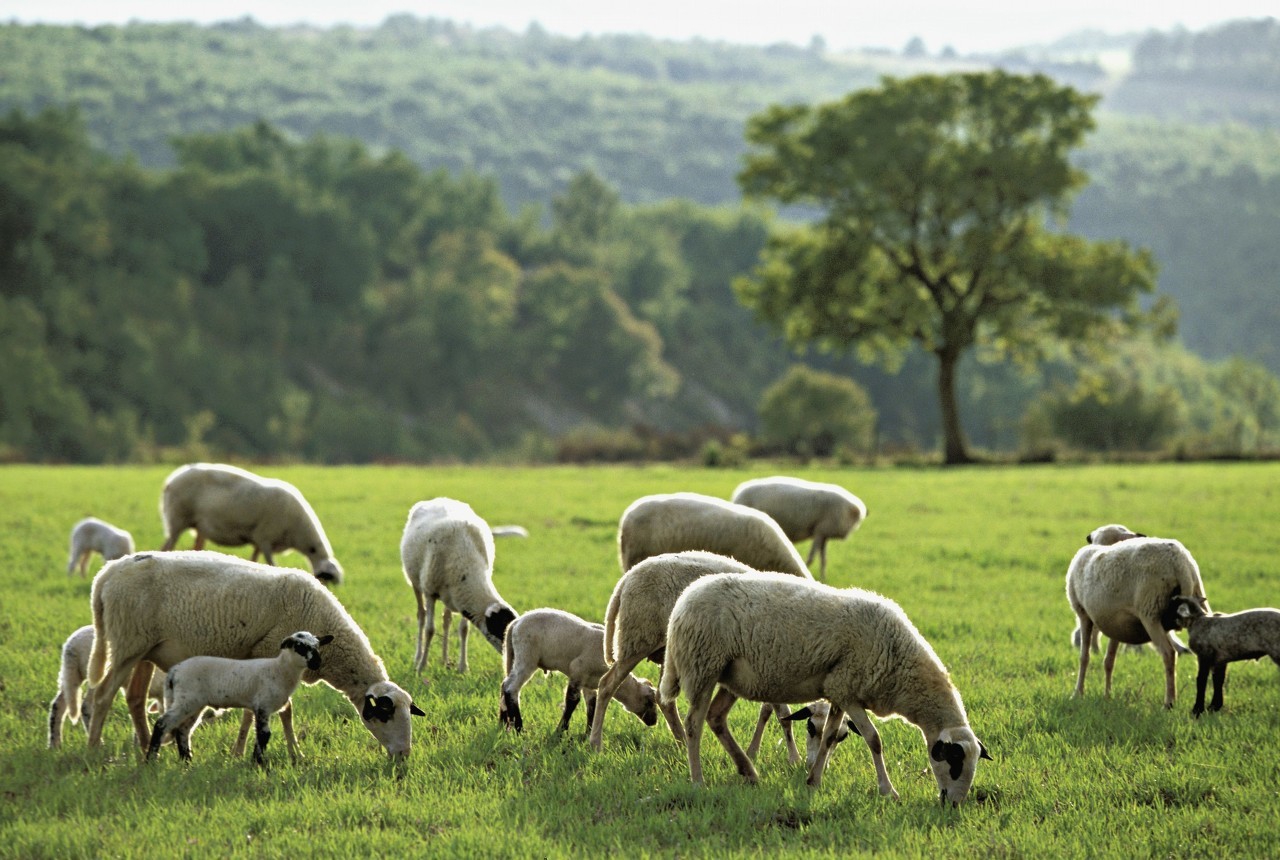 绵羊巴氏杆菌的诊断与治疗,巴氏杆菌病的诊断方法