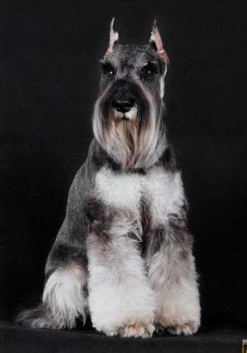 每日一狗,小型犬品种大全雪纳瑞