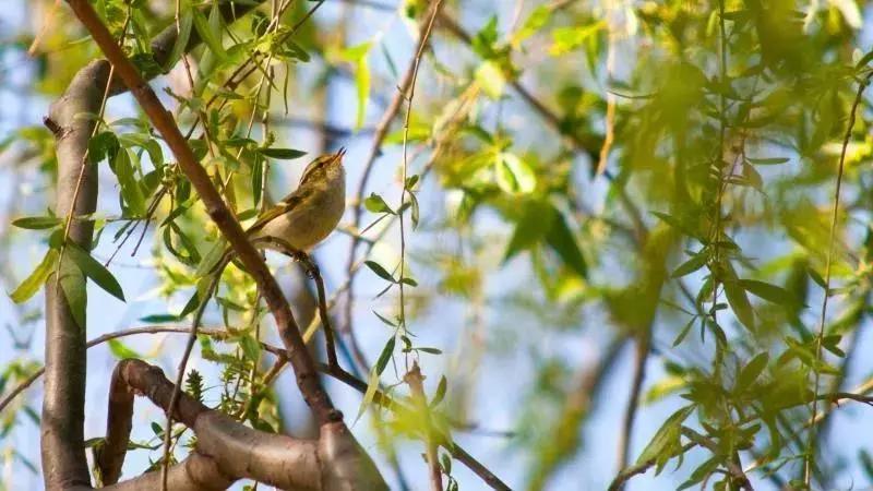 北京这个学校很“火”!坐拥3大花园、果园、动物园,集美貌与知识于一体!