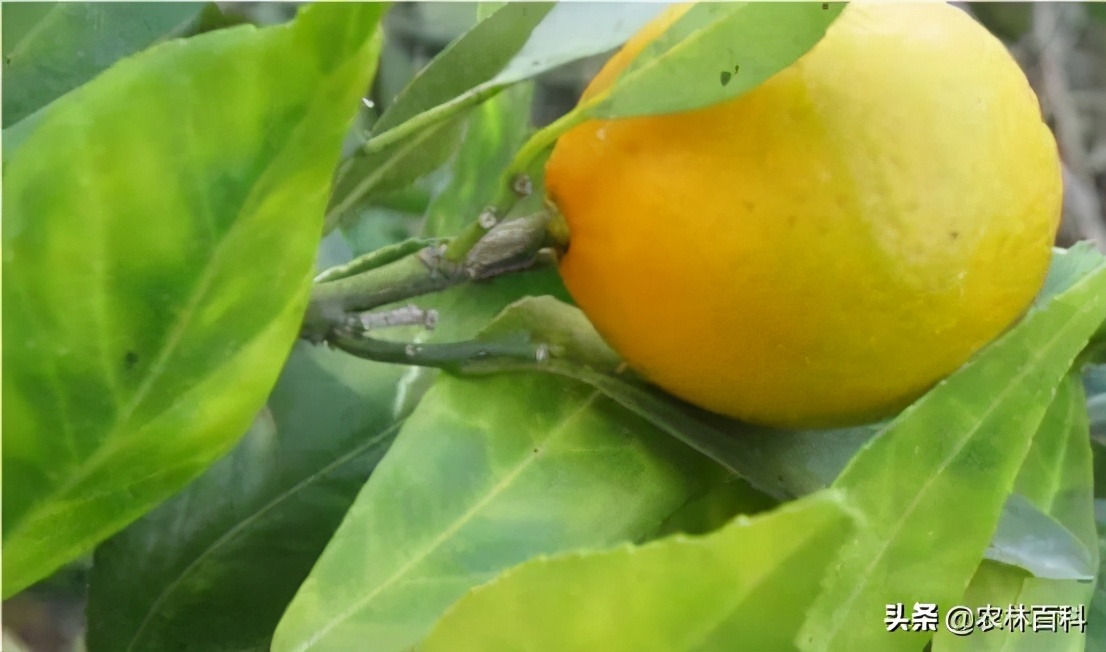 科学选苗，健康管理能解决砂糖橘黄化病大难题