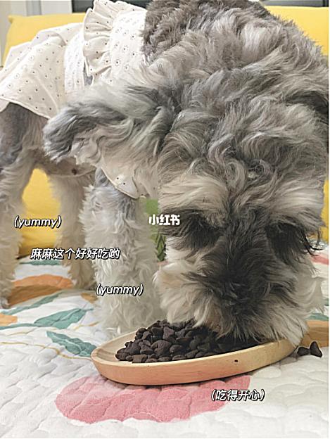 小红书推荐猫粮,猫粮小红书达人