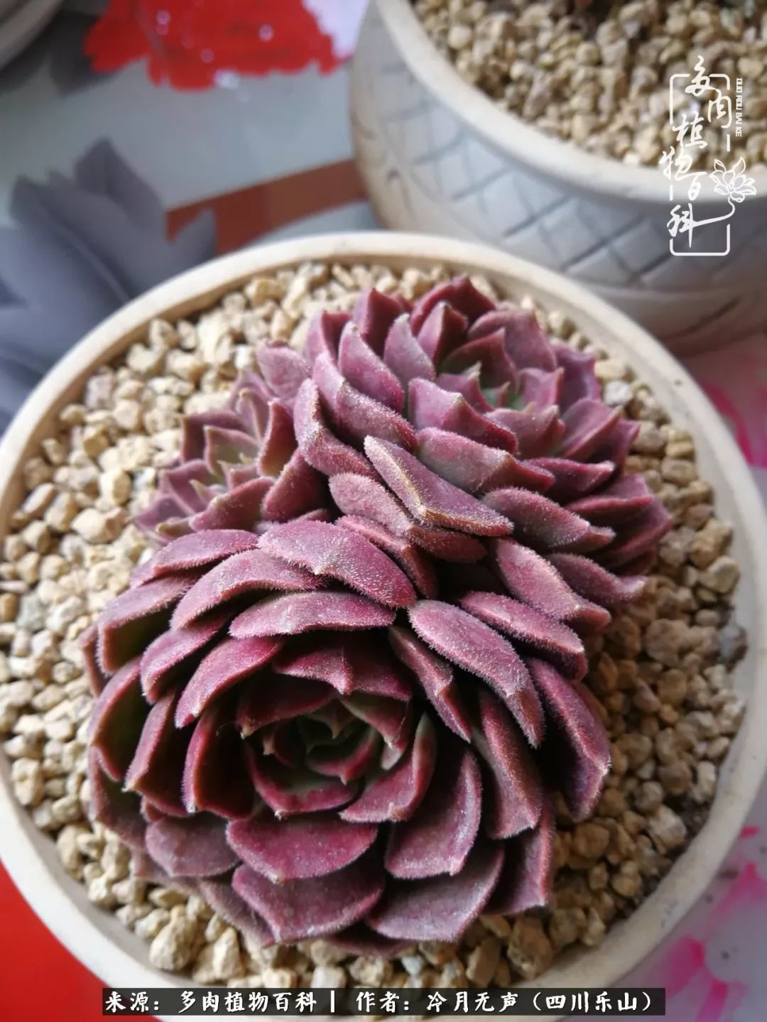 时光见证多肉故事,关于多肉的故事