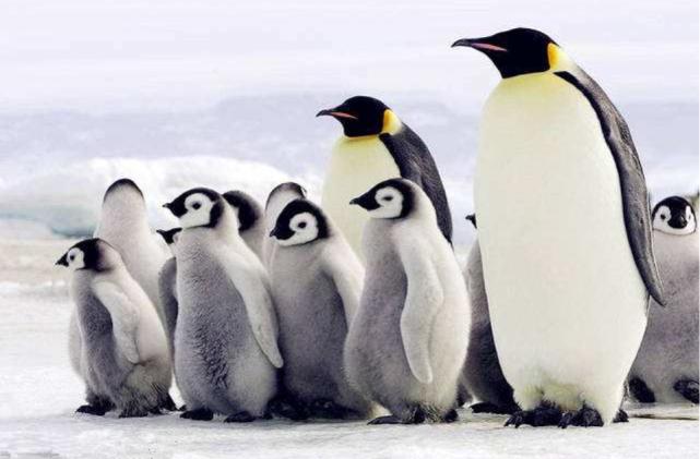 看起来很萌,实则凶悍无比的海豹,不护食却爱“分享”