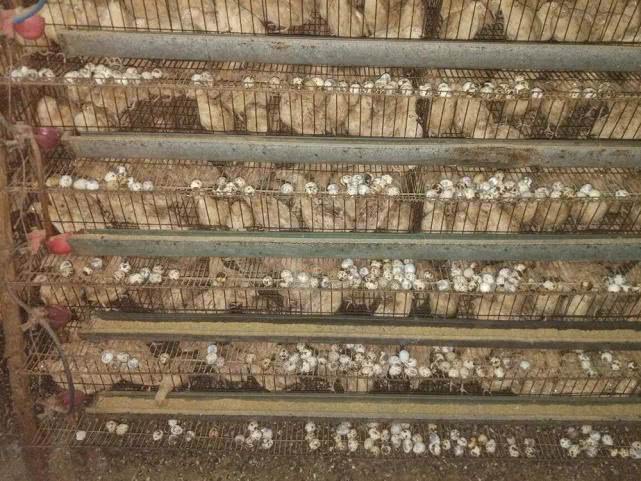 养殖一个月能产蛋，饲料成本2元，农民说难赚钱，每年都要换一批