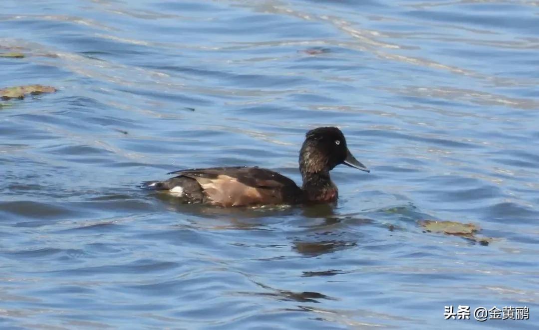为什么云南女人长相好看,云南真的很漂亮吗