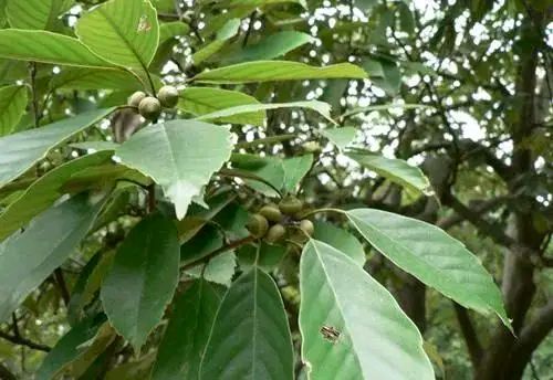 铁木材质有什么特点,铁木有哪些特征