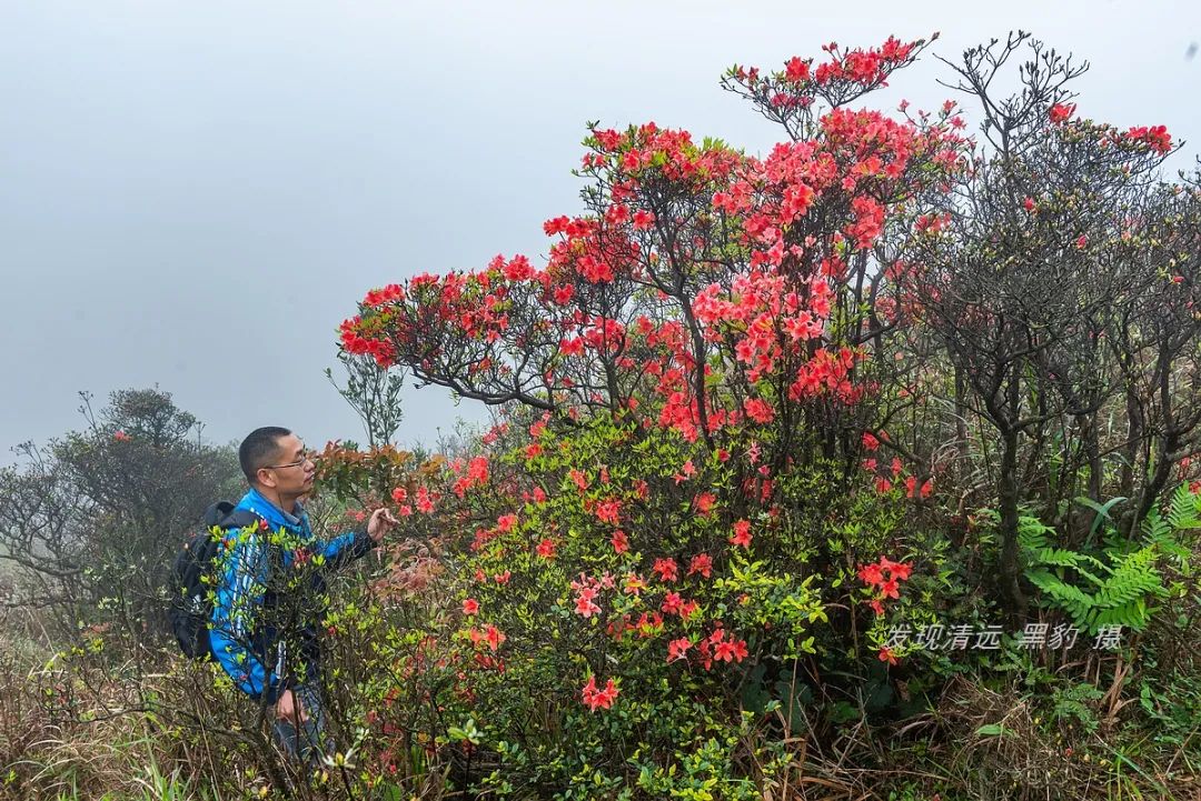 在天露山杜鹃花海丛中劲跳广场舞，这帮广东大妈又火了