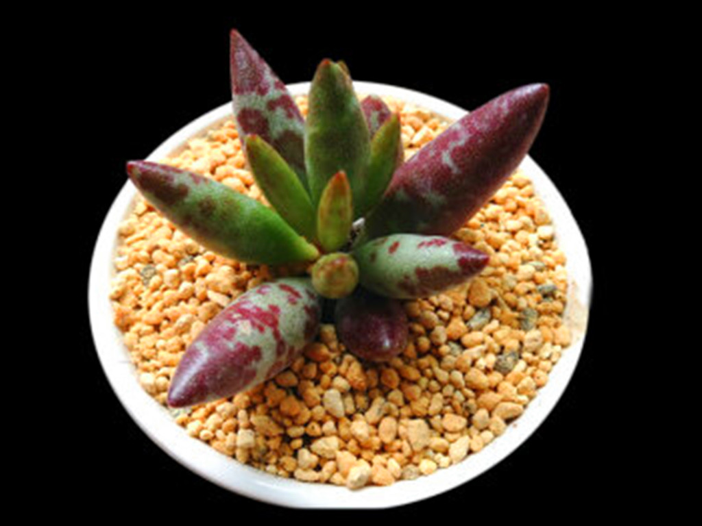 十种容易出状态的多肉,又呆萌又可爱的多肉