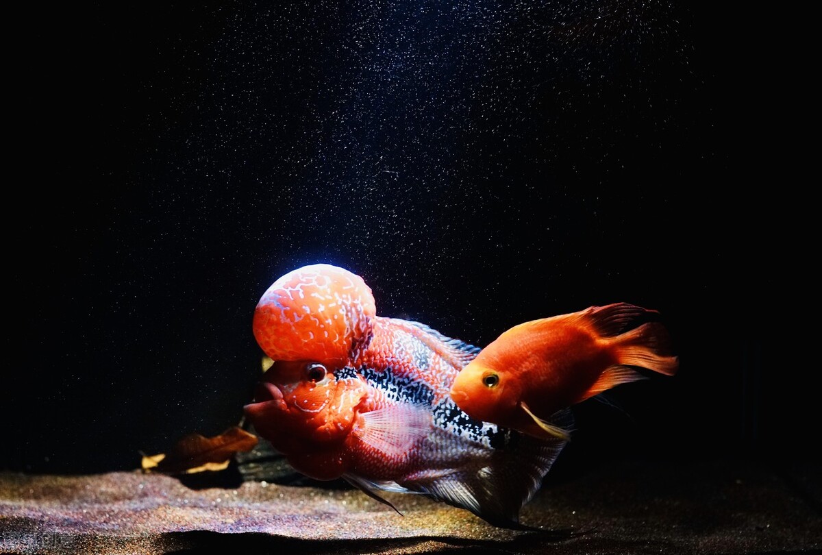 罗汉鱼成长的几个阶段,罗汉鱼火凤凰成长的各个阶段