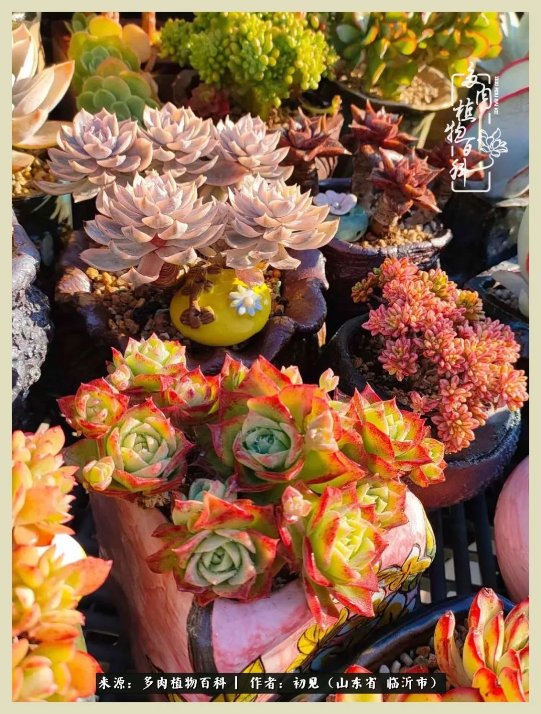 和多肉植物相伴,和多肉相处的心情