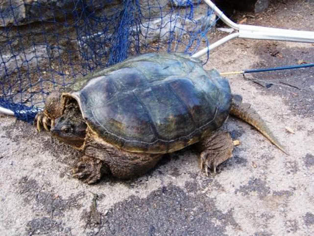 钓到奇怪的乌龟,钓起巨型乌龟