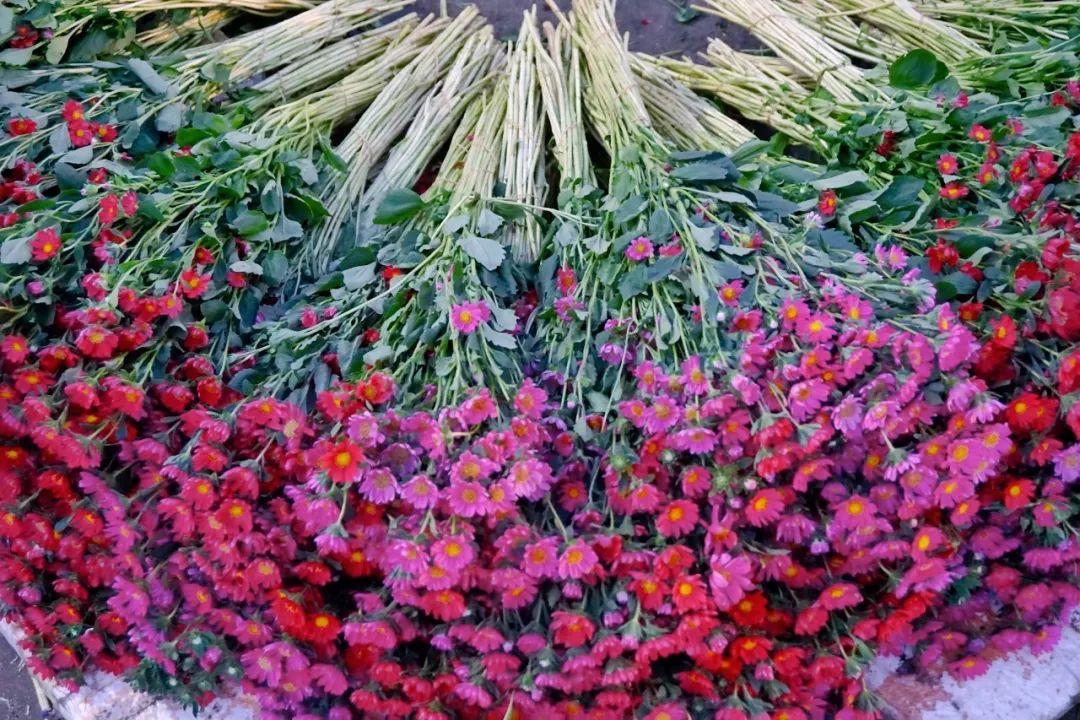 哪里鲜花最多最便宜,苏州市最大鲜花批发市场